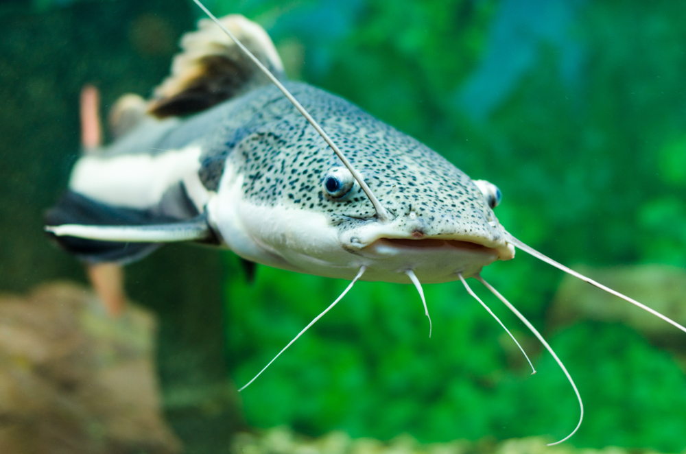 Grouper