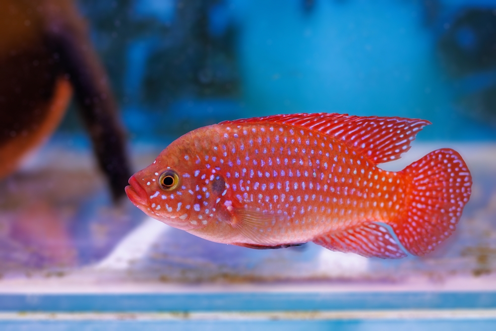 Grouper