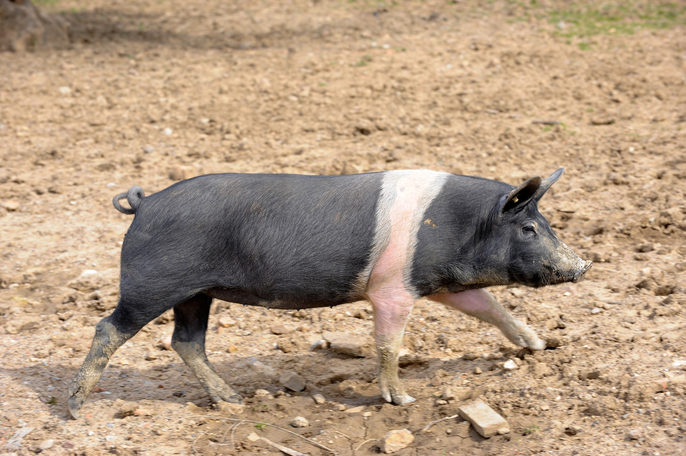 KuneKune