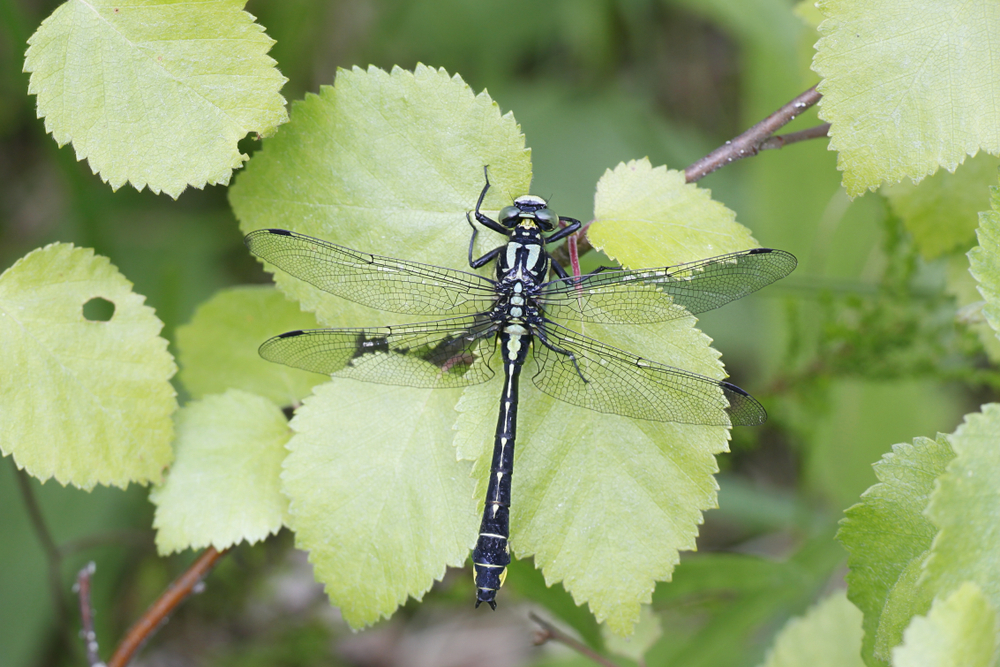 White Faced Meadowhawk