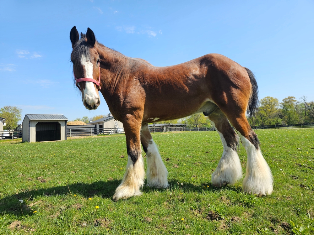 American Quarter Horse