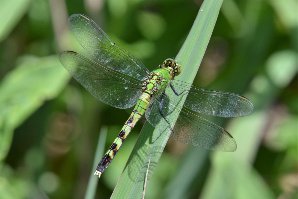 White Faced Meadowhawk