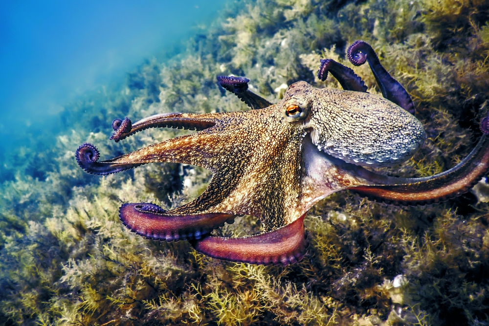 Mimic Octopus Animal Kingdom Mimic Octopus Animal Kingdom