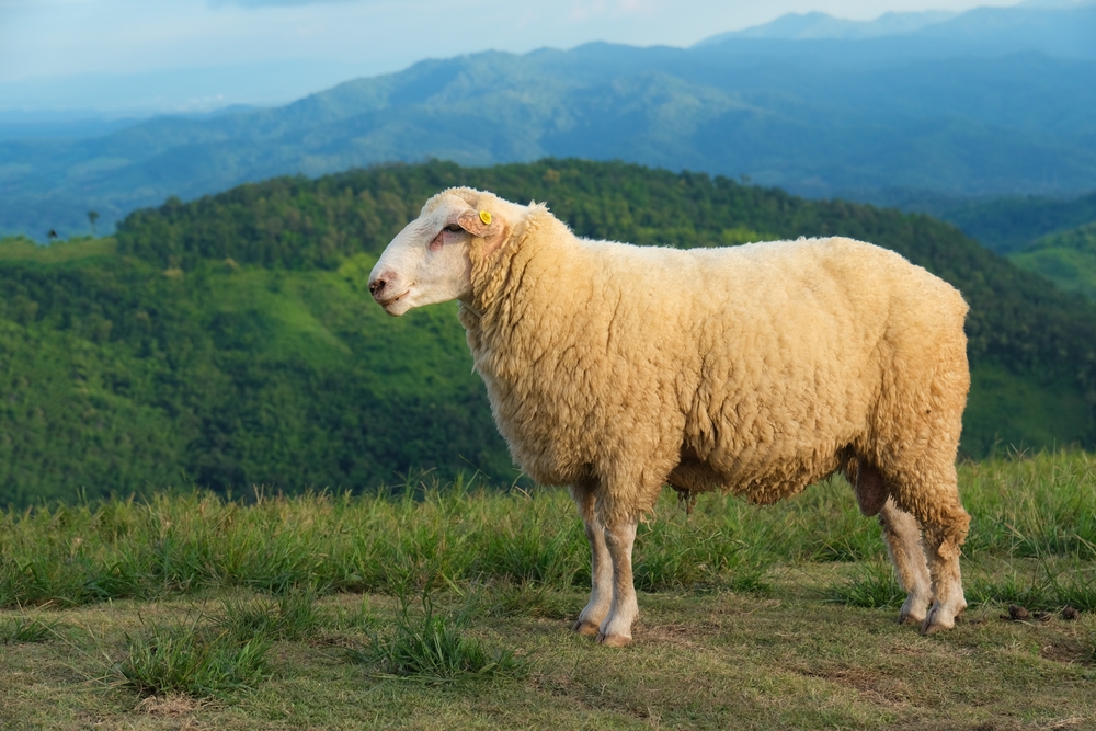 Jacob's Sheep