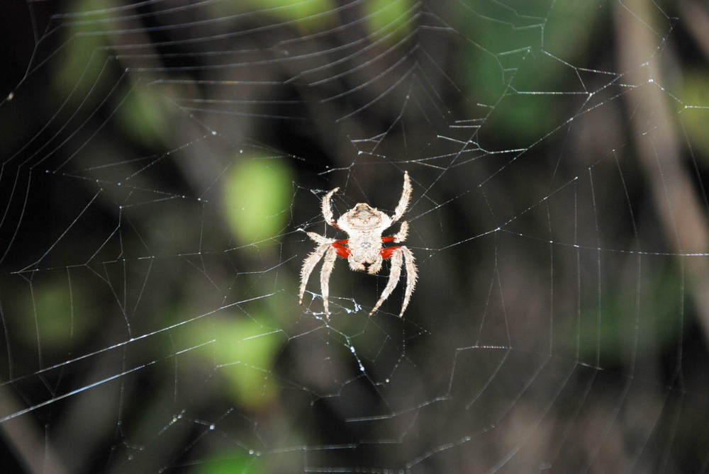 Huntsman Spider