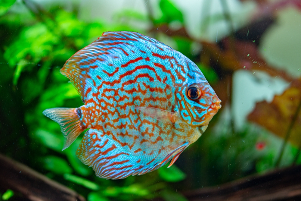 Grouper