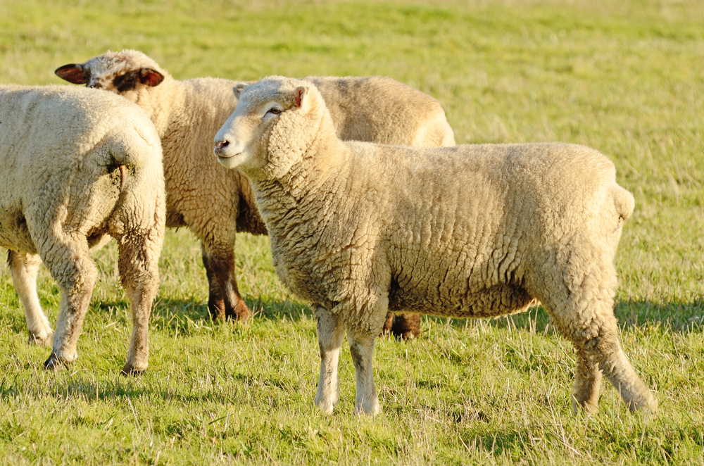 Jacob's Sheep