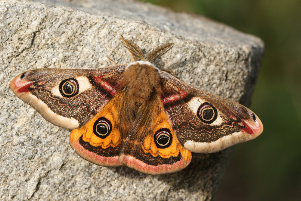 Polyphemus Moth