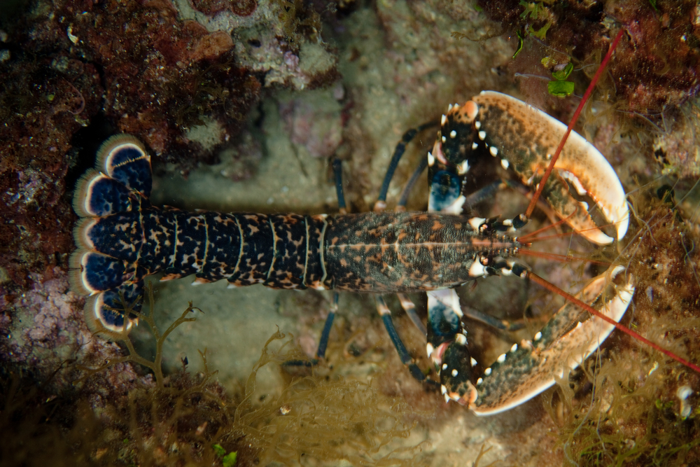 Hairy Squat Lobster