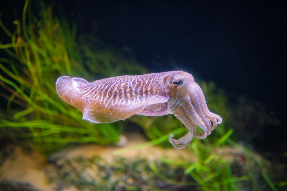 Flying Squid