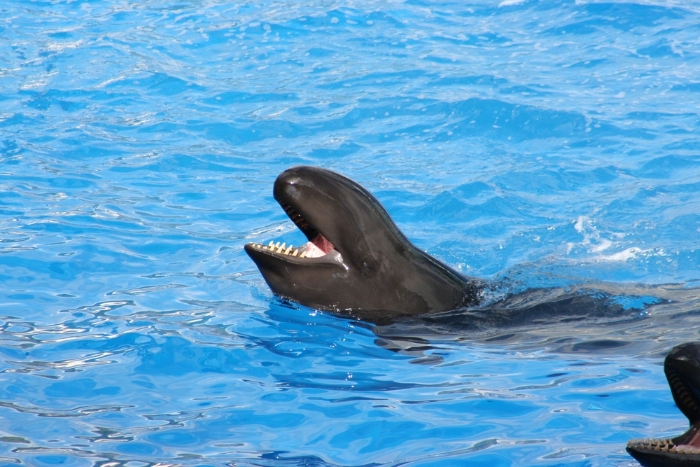 Spinner Dolphin