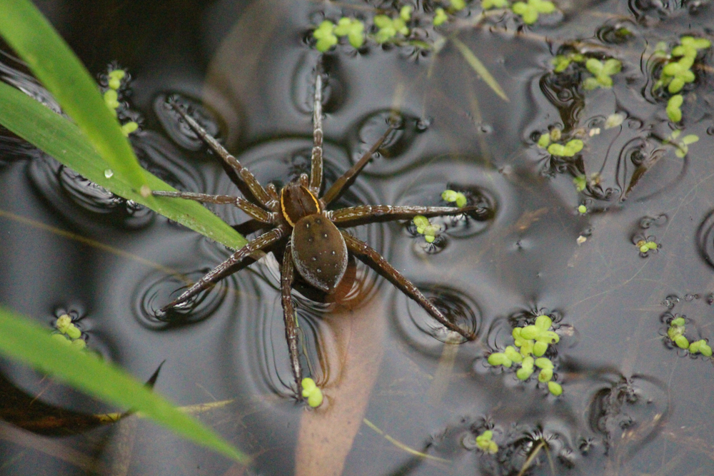 Huntsman Spider