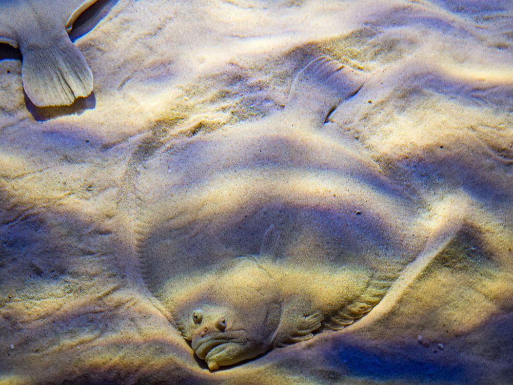 Grouper