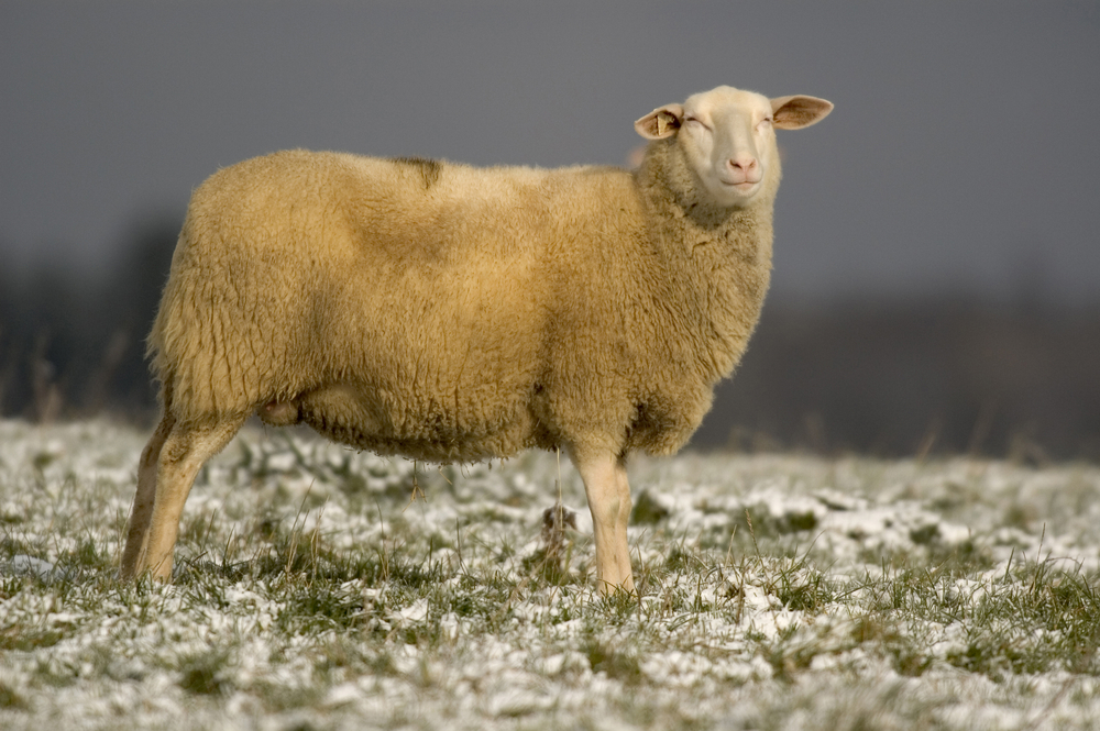 Jacob's Sheep