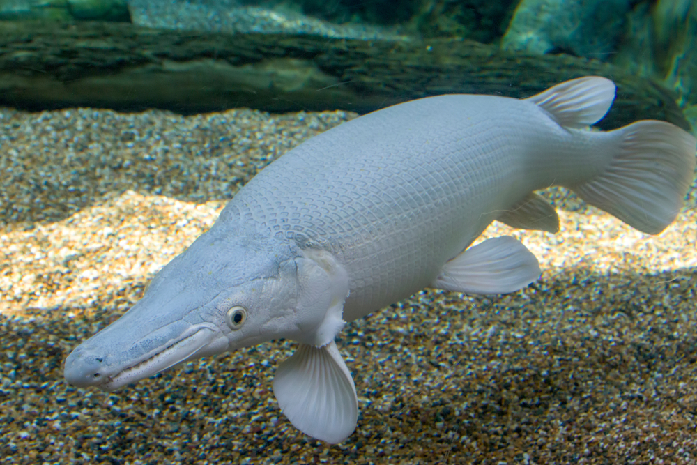 Oscar Fish