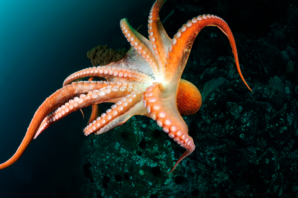 Mimic Octopus