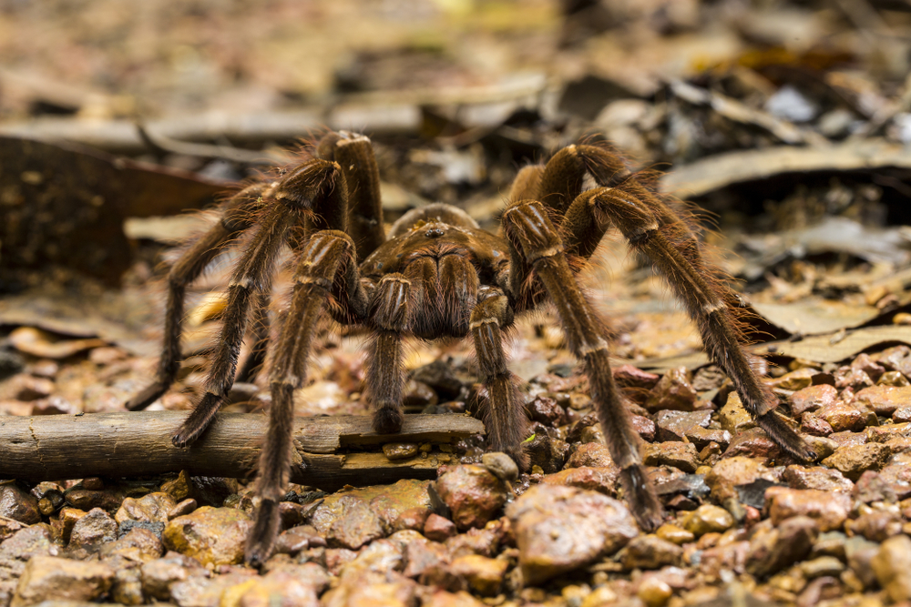 Huntsman Spider