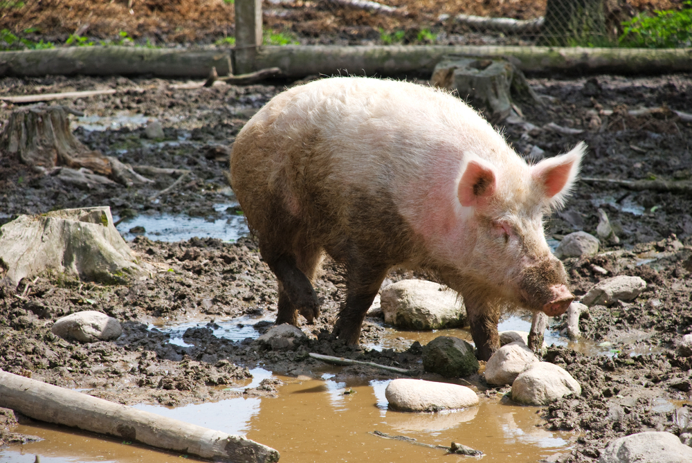 KuneKune