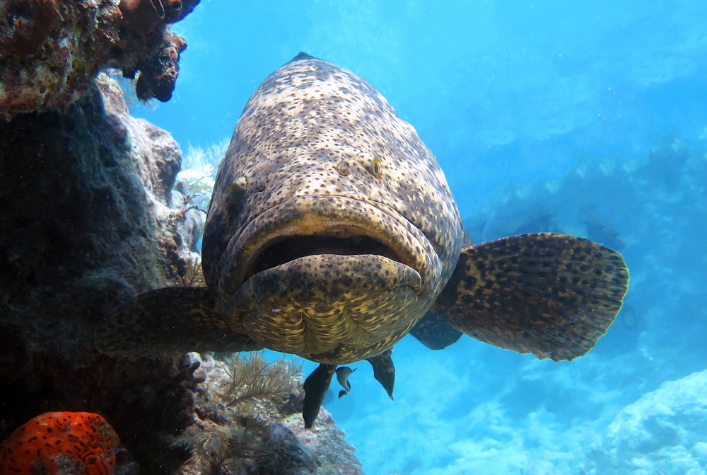 Parrotfish
