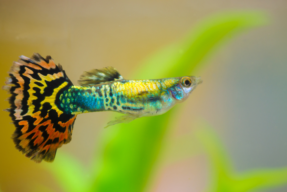 Oscar Fish