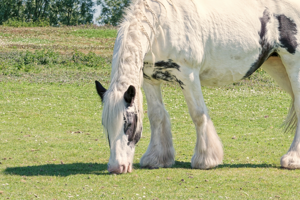 American Quarter Horse