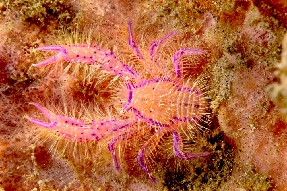 Painted Spiny Lobster