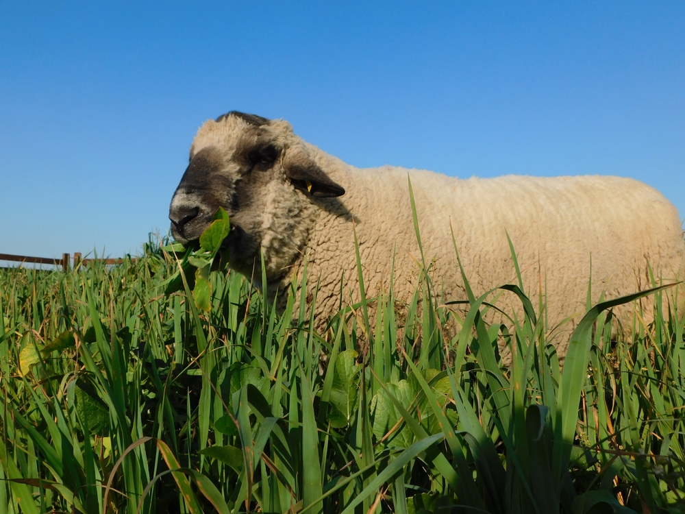 Jacob's Sheep