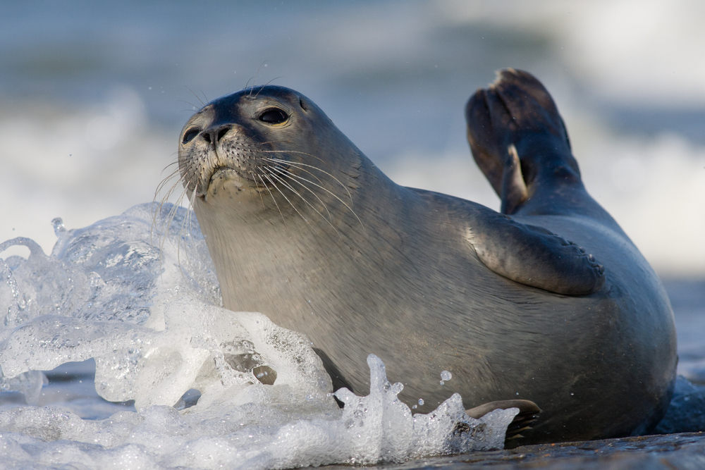 Ringed Seal
