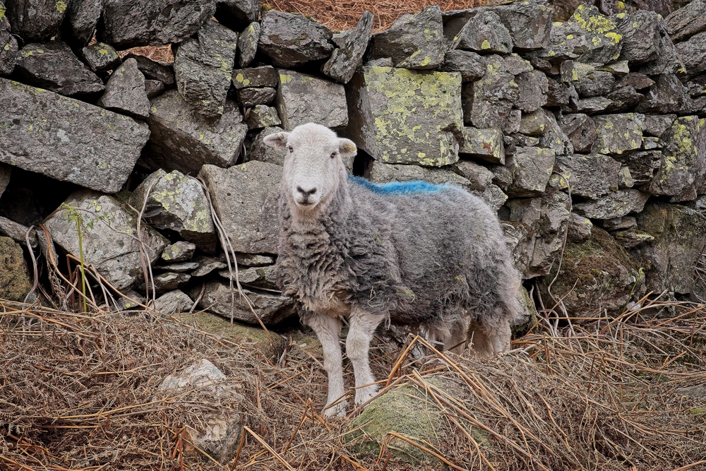 Jacob's Sheep