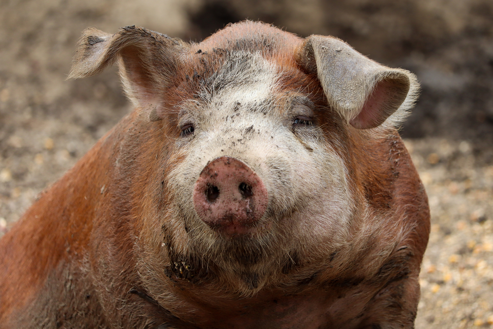 KuneKune