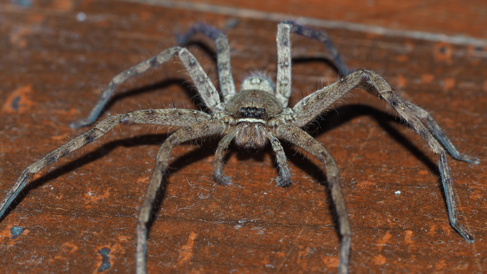 Huntsman Spider Animal Kingdom