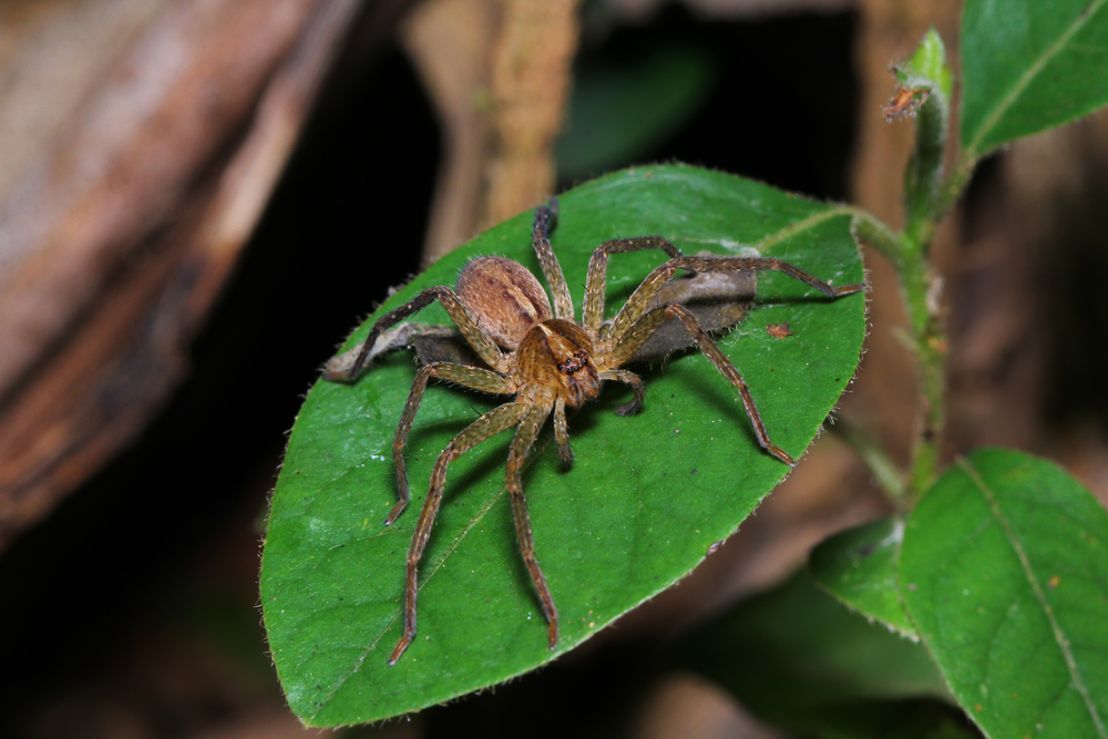Orb Weaving Spider