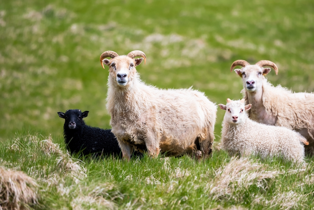 Icelandic Sheep Animal Kingdom