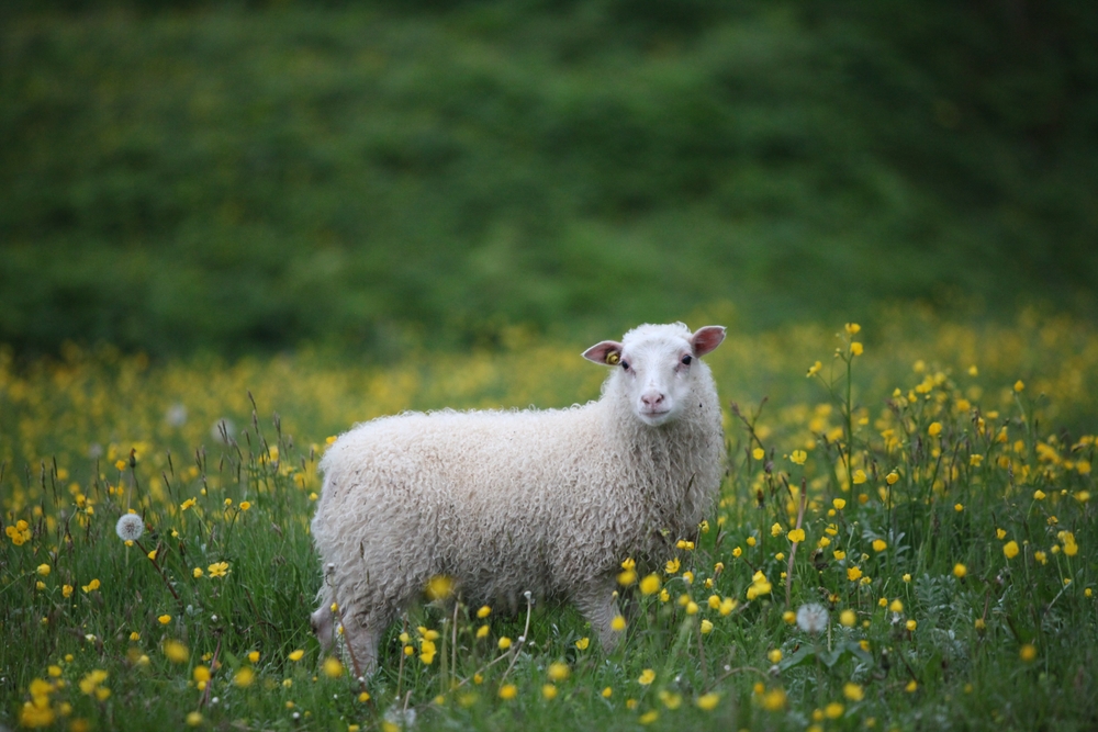Suffolk Sheep