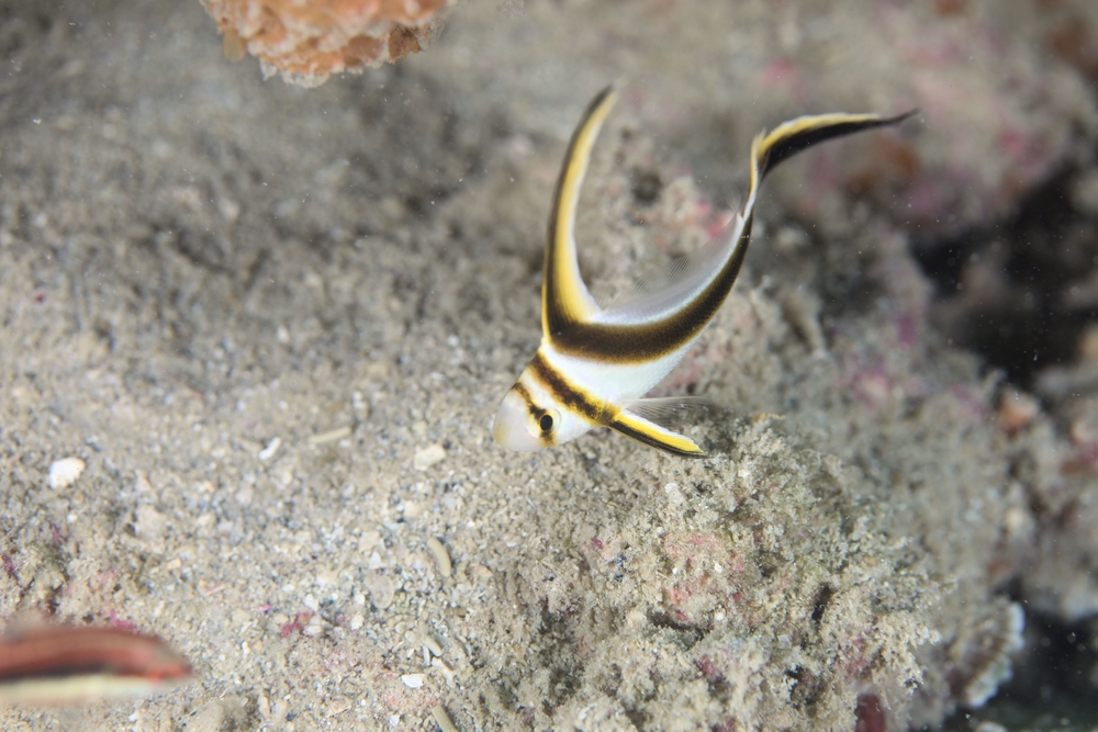 Parrotfish
