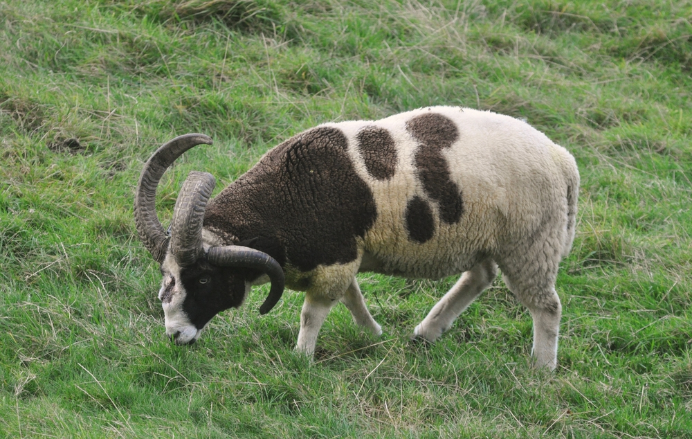 Suffolk Sheep
