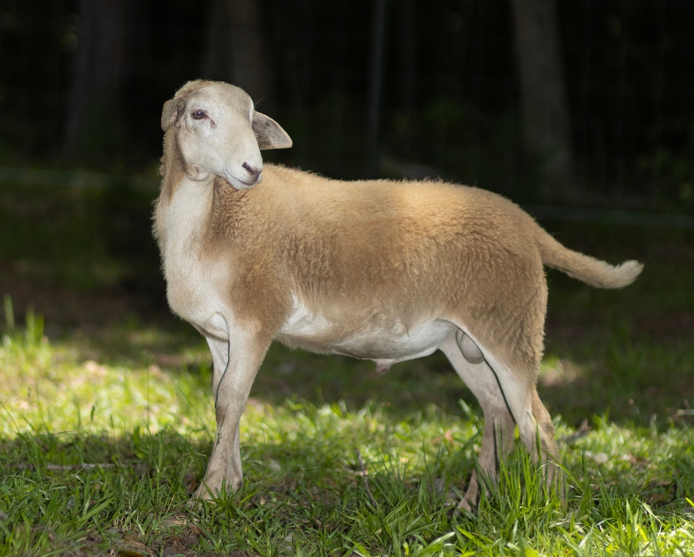 Suffolk Sheep