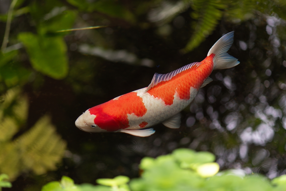 Parrotfish