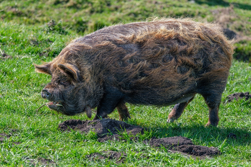 Pygmy Pig
