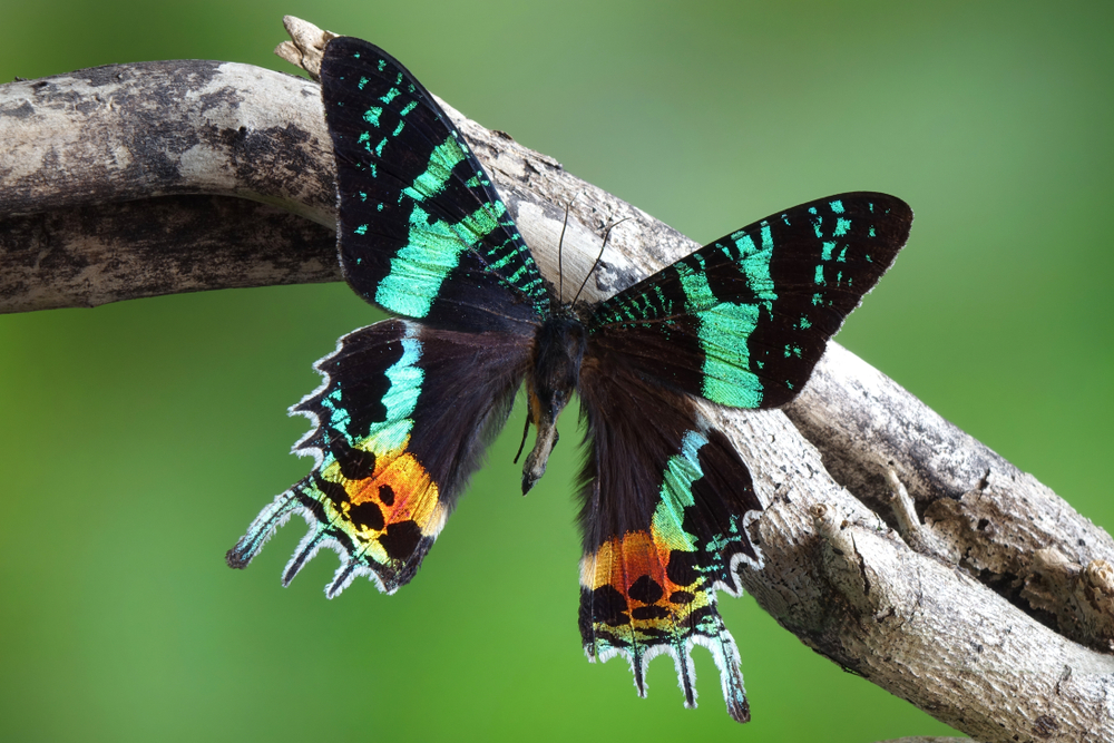 Emperor Moth