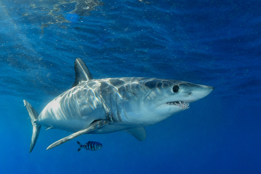 Seven Gill Shark