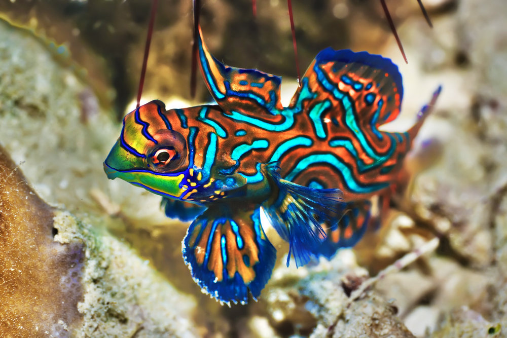 Parrotfish