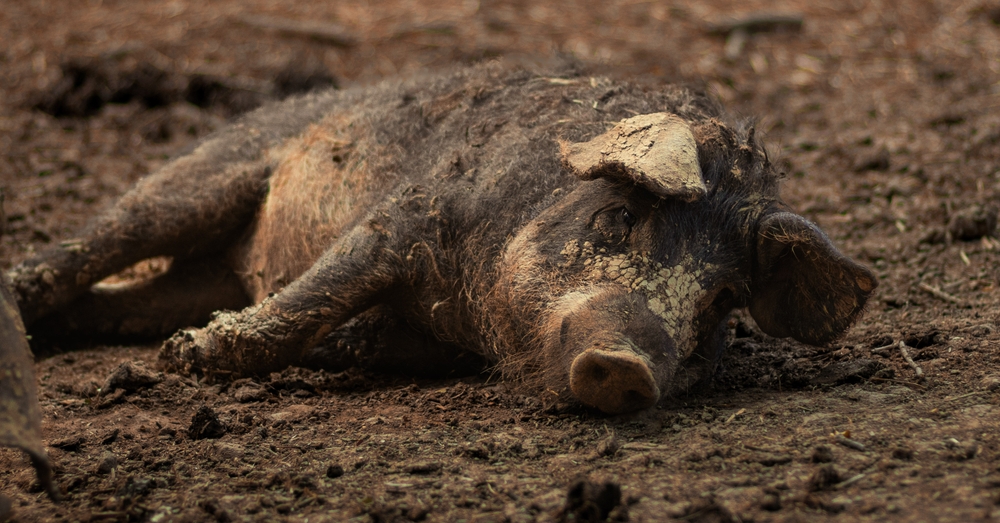 Pygmy Pig