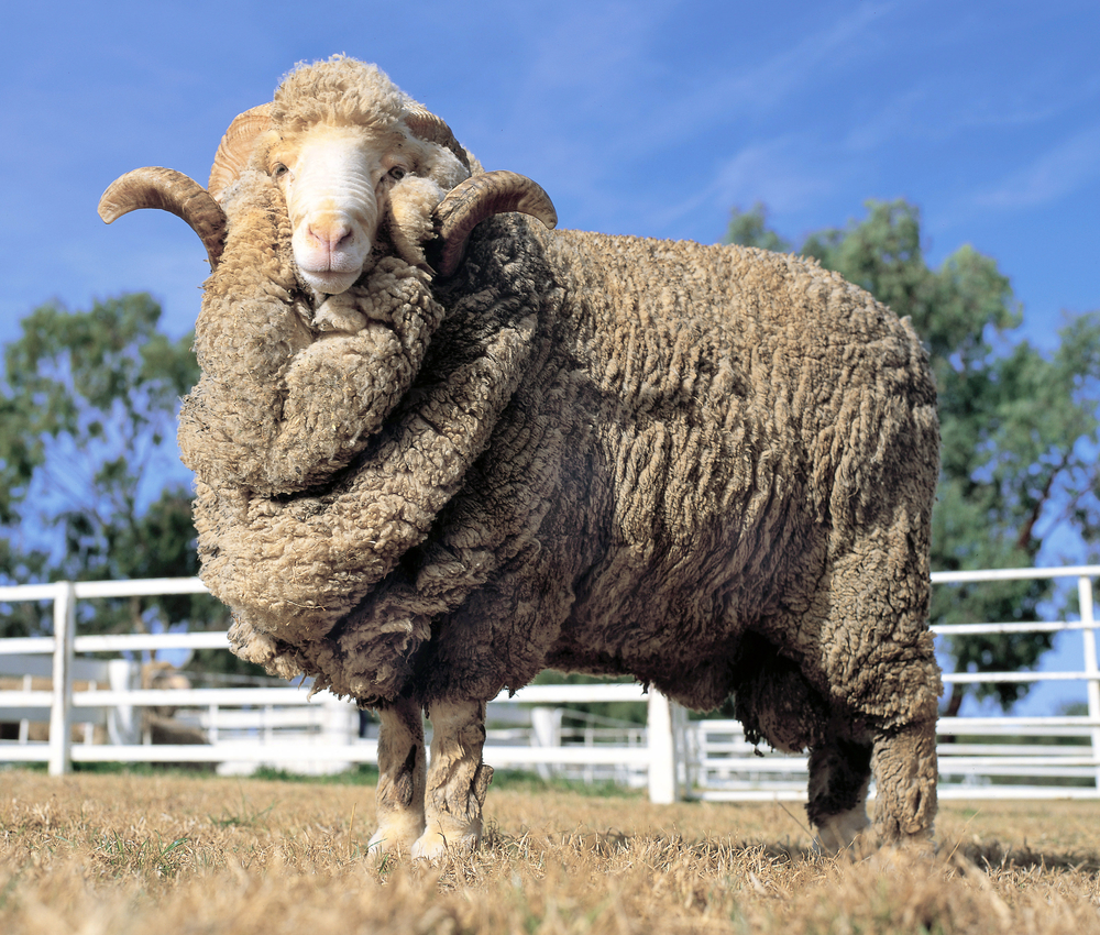 Suffolk Sheep