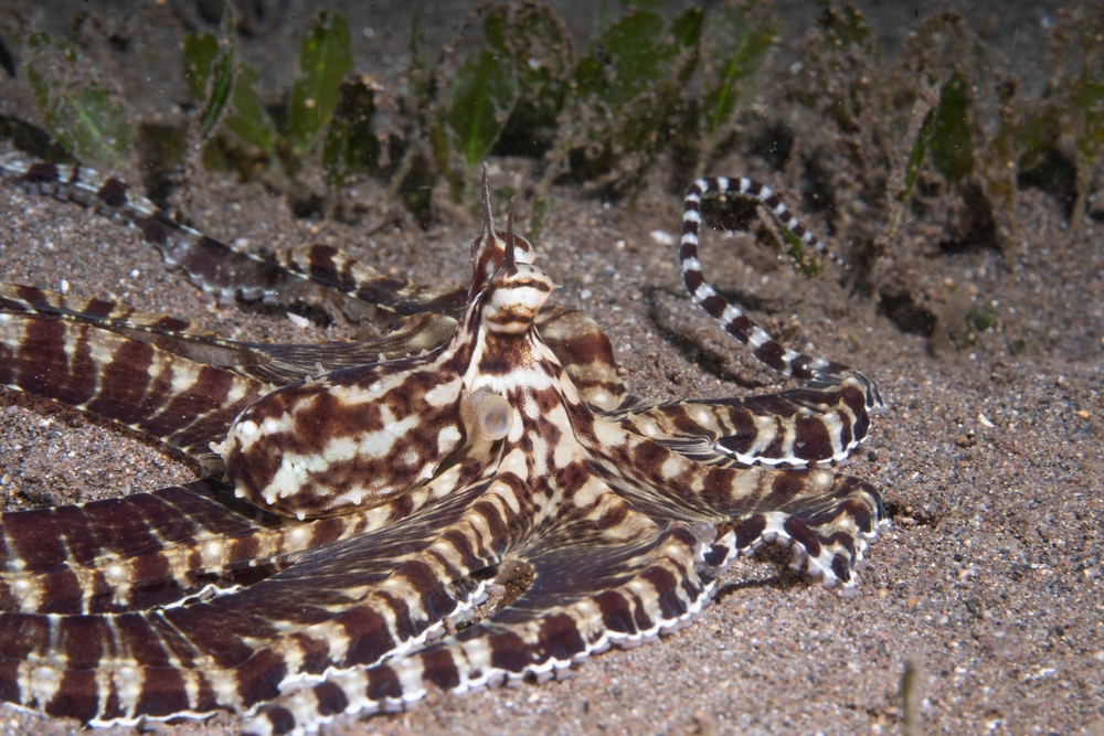 Southern Blue Ringed Octopus