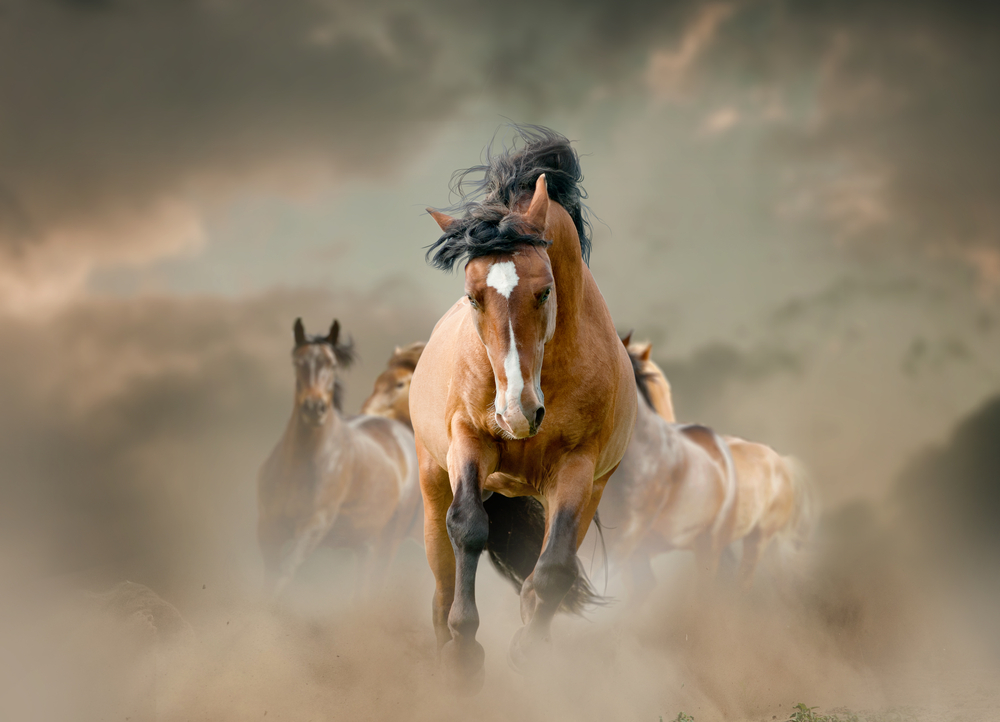 American Quarter Horse