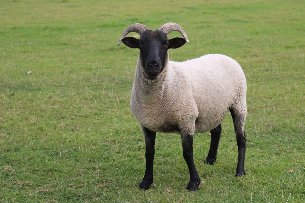 Suffolk Sheep