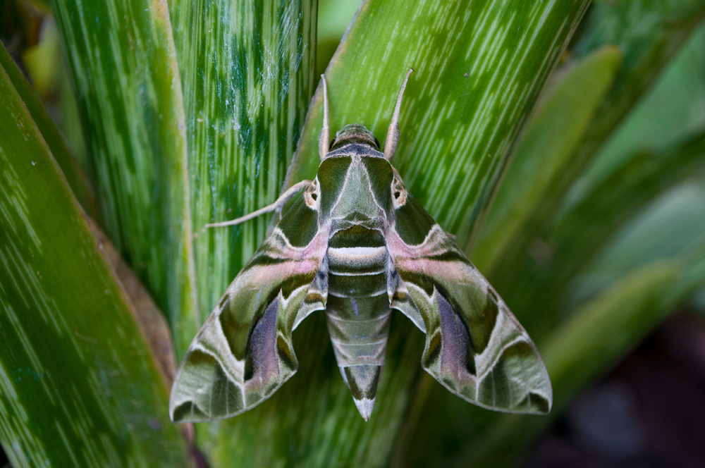 Emperor Moth