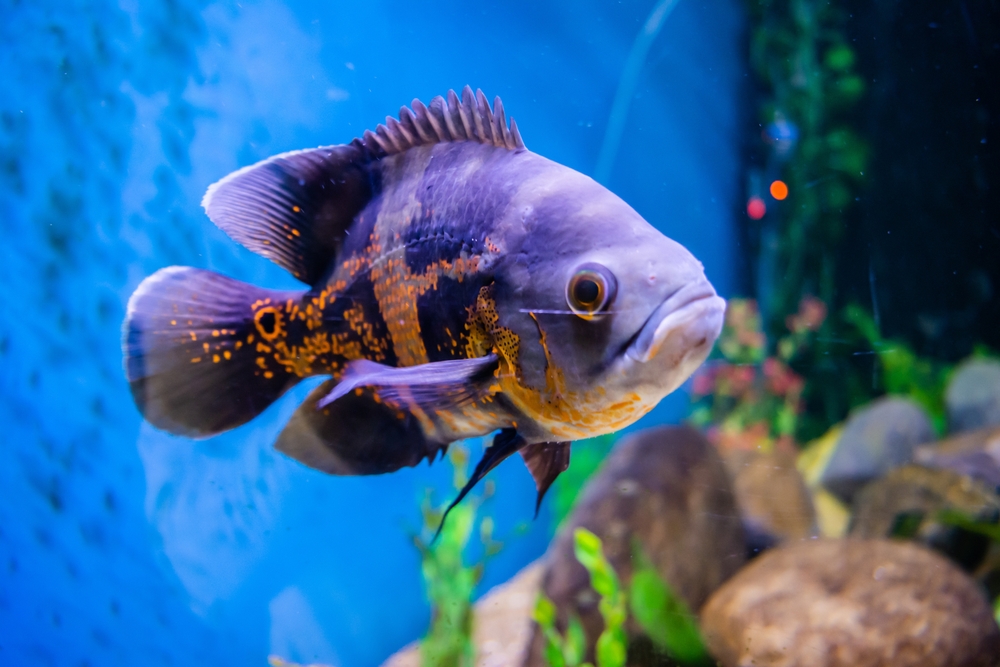 Parrotfish