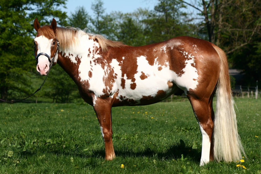 American Quarter Horse